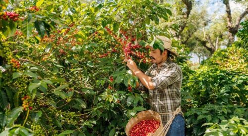 Coffee grower picking coffee cherries in Veracruz
