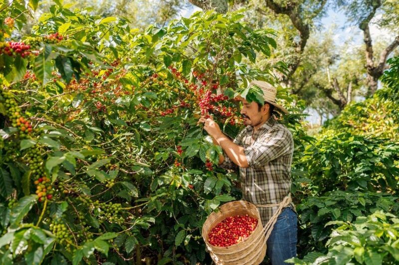 Coffee grower picking coffee cherries in Veracruz
