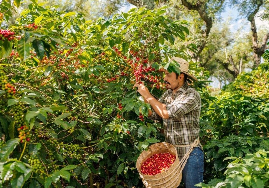 Coffee grower picking coffee cherries in Veracruz