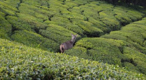 A deer walking through a tea plantation, looking back at the camera.