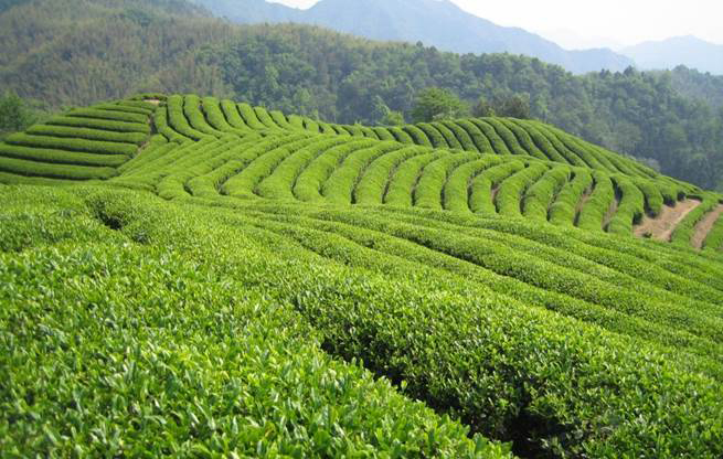 Share your thoughts on tea sustainability