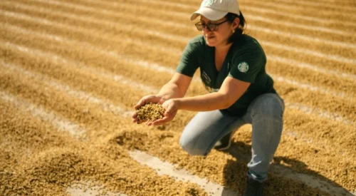 Drying bed agronomist. holding dried coffee beans.