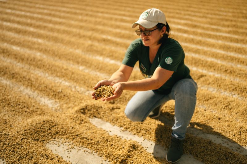 Drying bed agronomist. holding dried coffee beans.