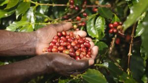 Hands holding a handful of coffee cherries