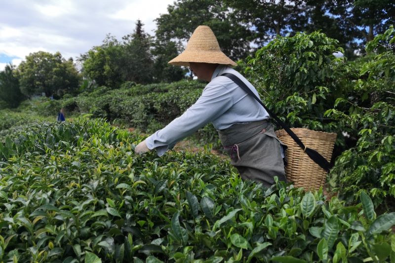 Tea Sustainability Survey 2023: Progress, apprehension & priority concerns