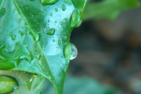 Coffee leaf with raindrops on it