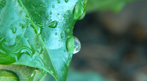 Coffee leaf with raindrops on it