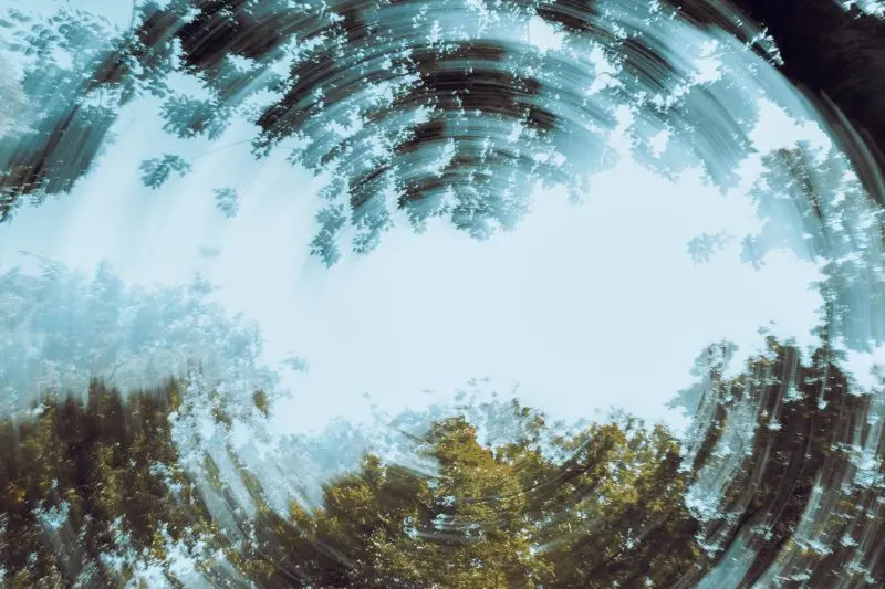 Trees set against a blue sky with a ripple effect overlay