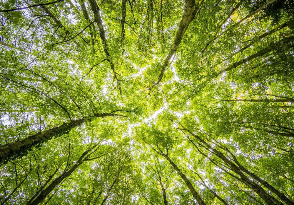 The Impact of Climate Change on Tea Production & Quality - Tea & Coffee ...