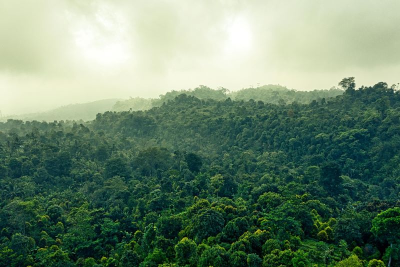 Rainforest aerial shot