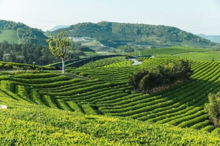 Transworld Tea's organic tea field in Zheziang Province, China.