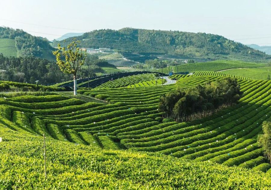 Transworld Tea's organic tea field in Zheziang Province, China.