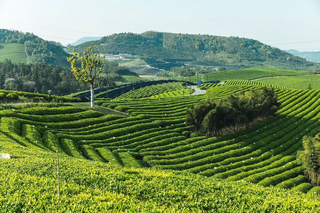 Strengthening organic enforcement: impact on the organic tea supply chain